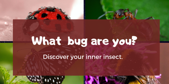 A collage of insect photos on a landing page.