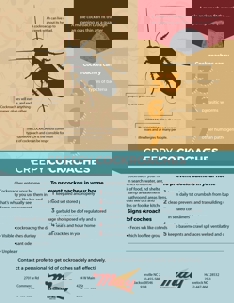 An infographic on cockroaches. It details cockroach facts, how to identify them, and methods for prevention, with text that reads "Creepy Cockroaches."