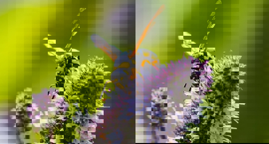 A yellow jacket wasp