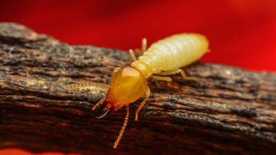 termite