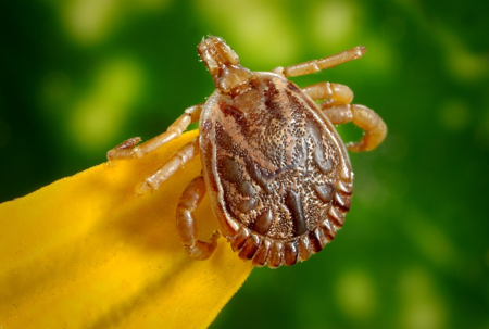 A close up picture of a tick