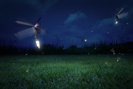 Several fireflies are flying while some rest on the grass