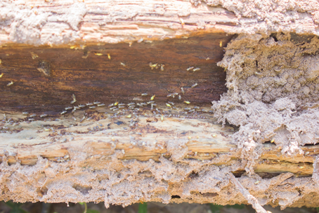 Termite infestation