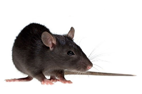 A close up picture of a rat