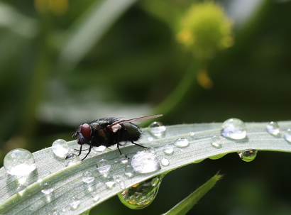 A fly walks across a blade of grass covered in dew drops.