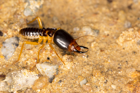 termite