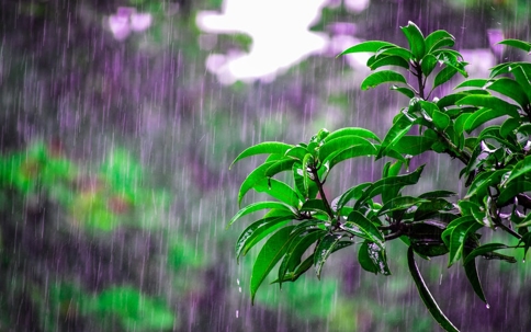A rainy day and bright green leaves are foregrounded