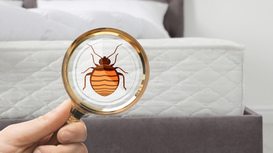 bedbug under a magnifying glass