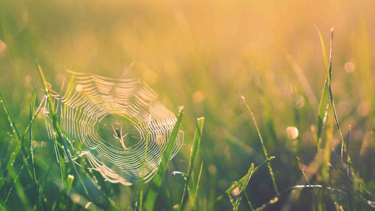 A spider sits on its web in the grass