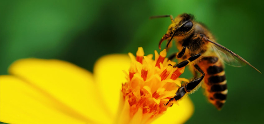 A picture of a bee on flower