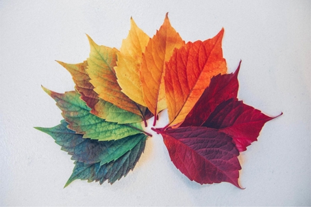 colorful leaves