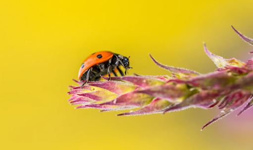 A lady bug