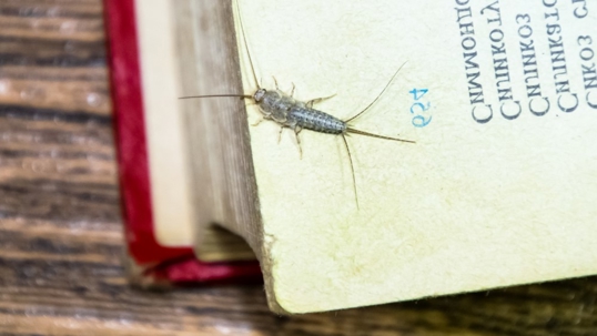 silverfish rests on the yellowed pages of a book