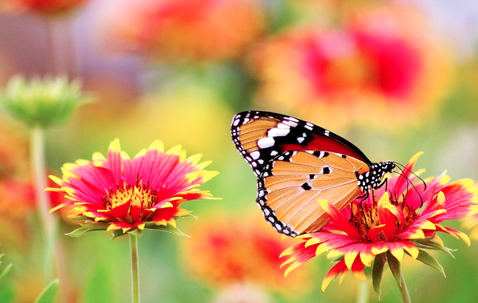 A butterfly on flower