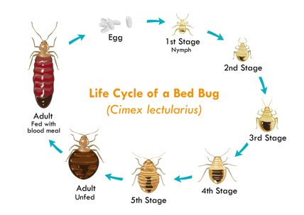Bed bugs cycle