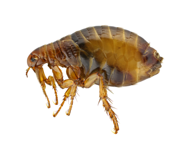 A close up picture of a flea