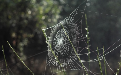 Spider web