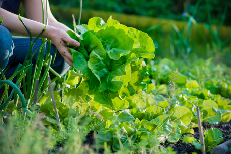 A close-up shot focuses on a gardener holding a large head of lettuce in a vibrant garden.