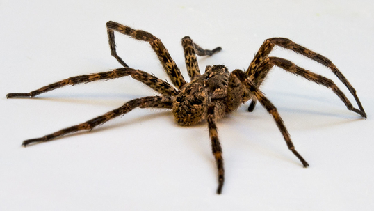 A wolf spider