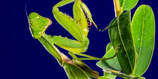 Praying mantis