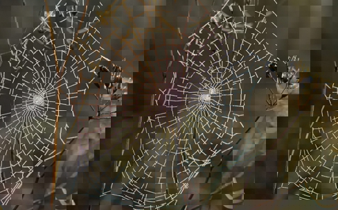 spider web