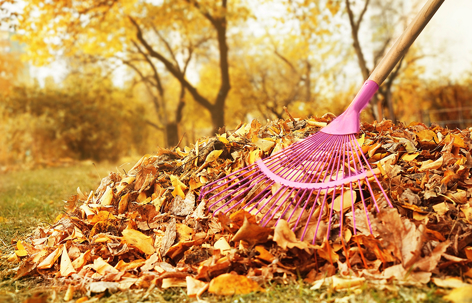 pink rake rests on a pile of autumn leaves