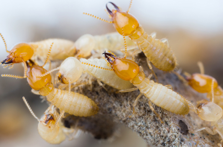 A close up picture of termites