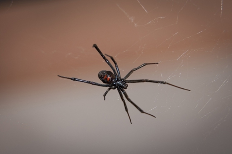 A black widow
