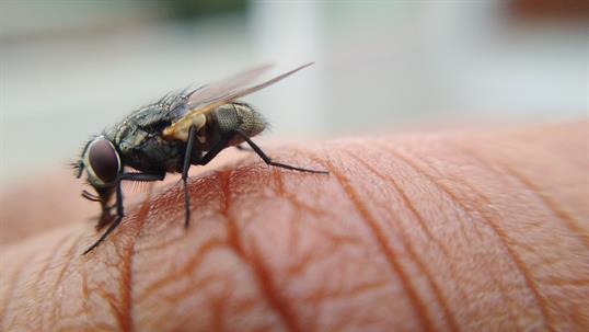 a fly perched on a person's hand
