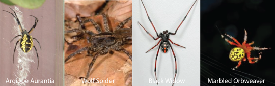 Image of different spiders