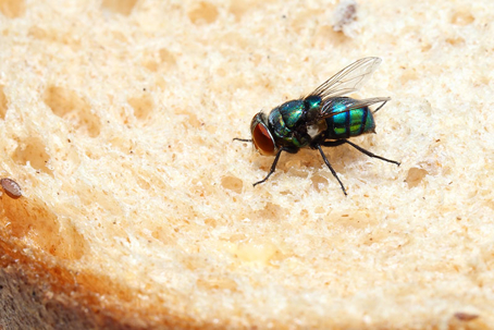 A close up picture of a fly