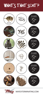 This infographic from May Exterminating helps identify the kind of pest based on scat.