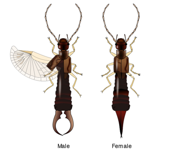 A picture of male and female earwigs