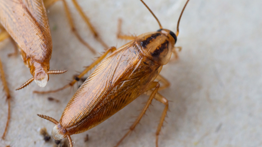 German cockroaches