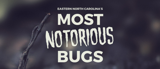 This image is a website banner with the title "Eastern North Carolina's Most Notorious Bugs."