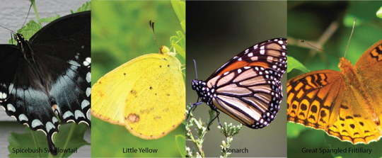 A picture of different butterflies