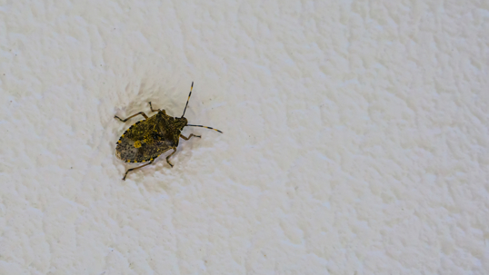 stink bug