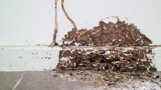 Termite damage