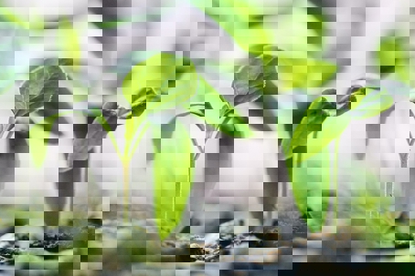 Close-up of seedlings growing