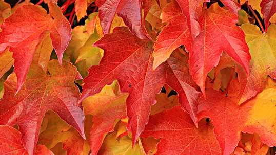 vibrant red and yellow autumn leaves