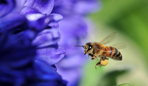 A bee hovers near a vibrant purple flower, its legs laden with yellow pollen.