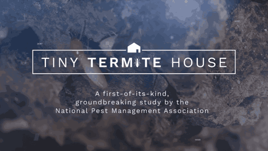 termite defense