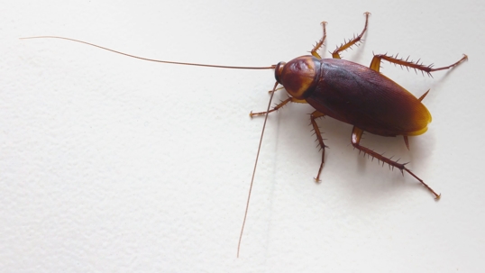 Cockroach