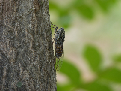 Cicada on a tree