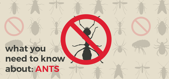 This website header image features a collection of insect silhouettes on a beige background.