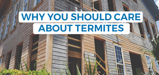 An image from a website shows a wooden house under construction, with a banner in front that says "Why You Should Care About Termites".