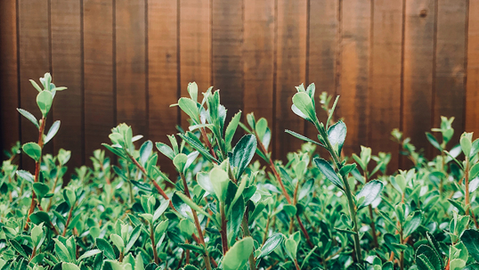 Lush green shrubbery