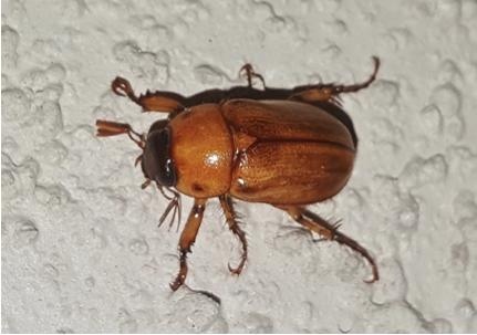 A close up picture of a bug