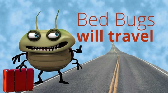 A cartoon bed bug stands on a road with a suitcase.