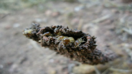 A close-up shows termites in a mud-covered nest, revealing their pale bodies.